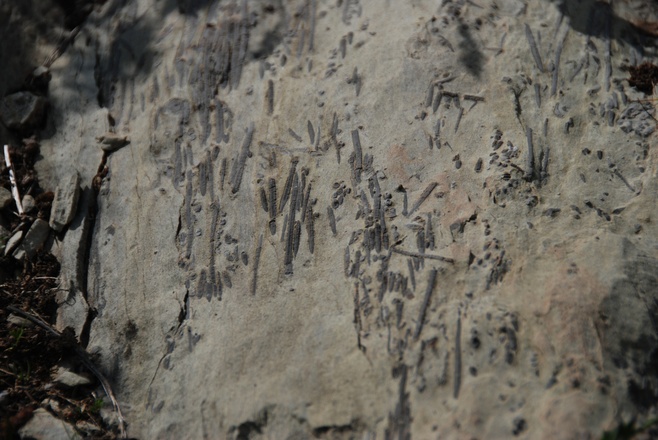 Stacheln von Seeigeln