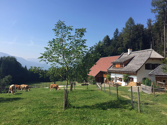 Bergerbauern Reith © Vögerl