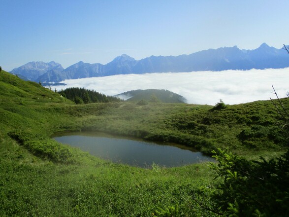 Viehhofener Lacken