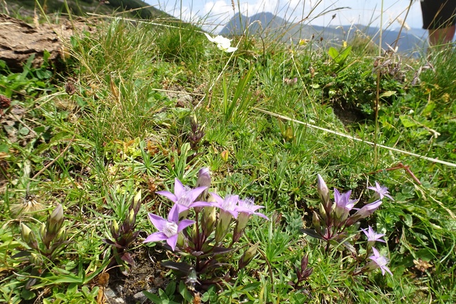 Blumen am Weg