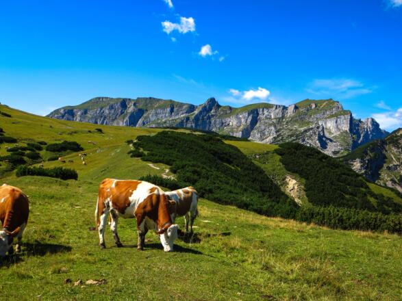 Grasende Kühe mit Blick auf Rofan Gebirge