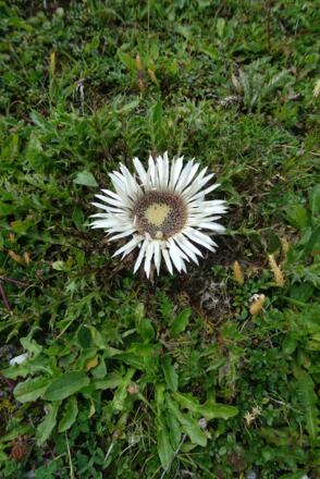 Silberdistel