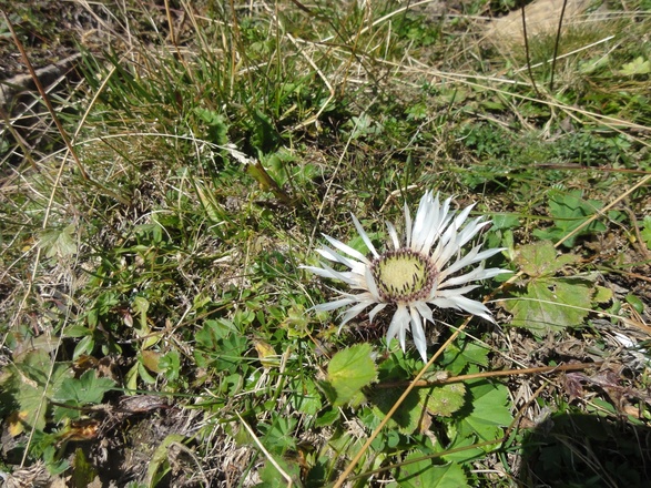 Silberdistel