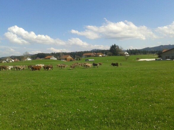 Kuhweide