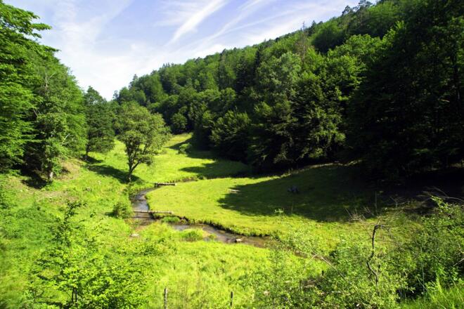 Grünlandprojekt "Moorschnucken"