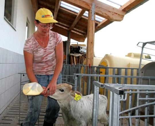 Kälbchen wird gefüttert