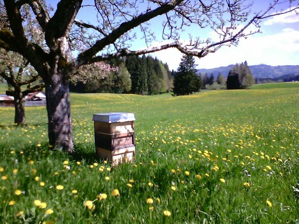 Landschaft im Sommer