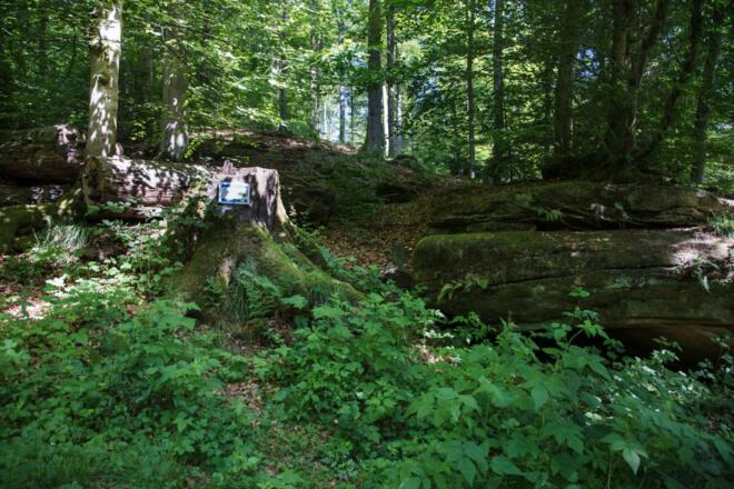 Mitten im Wald