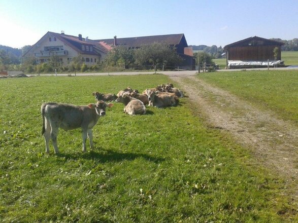 Kühe auf der Weide