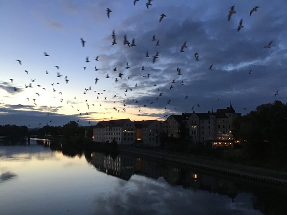 Schleifenroute - Regensburg Abendstimmung