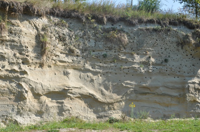 Nistplätze in der Steilwand