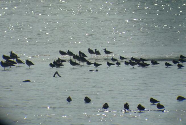 Vogelwelt am Unteren Inn