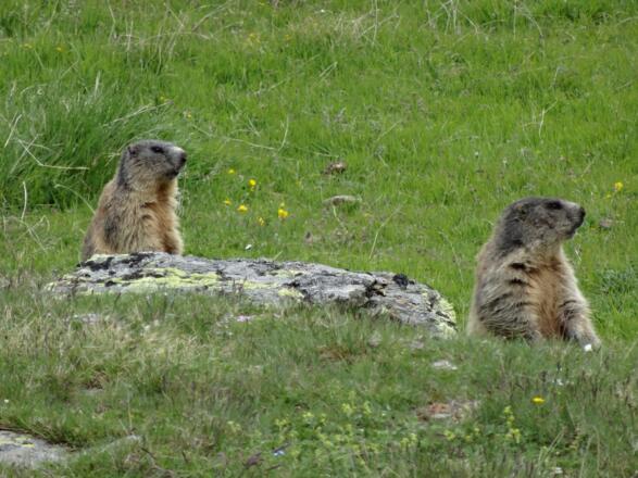 Murmeltiere am Weg zur Similaunhütte