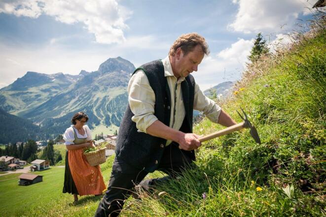 Graben von Blutwurzeln in Oberlech