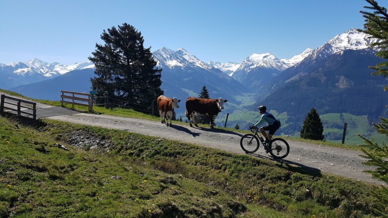 Kühe am Weg zur Hörgeralm