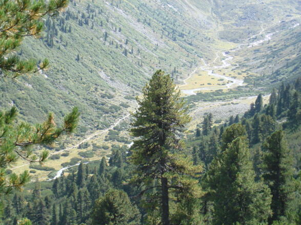 Pfitscherjoch