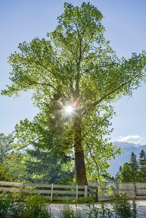 MotivaTOUR Baum Innradweg