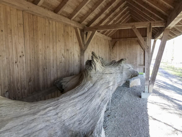 2000 jährige Eiche. Z02