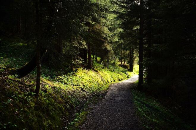 Wanderweg mit Lichtblick