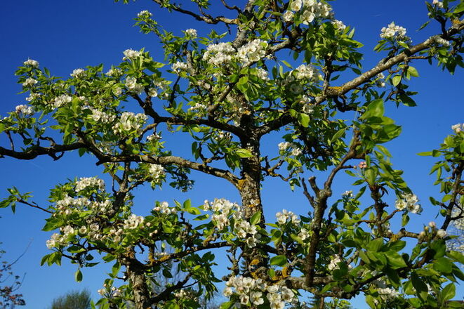 Obstbaum im Frühjahr