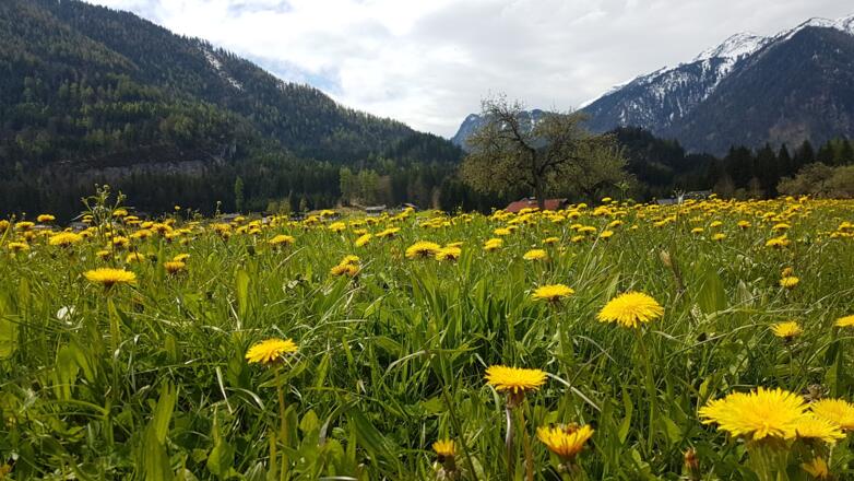 Achenmarsch - Audörfl Brandenberg Blumenwiese