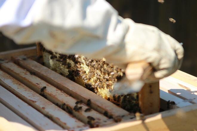 Bienen