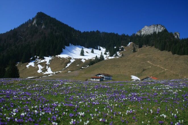 Krokusblüte vor den Daffneralmen