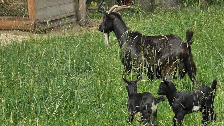 Erlebnispark Voglsam Tiere