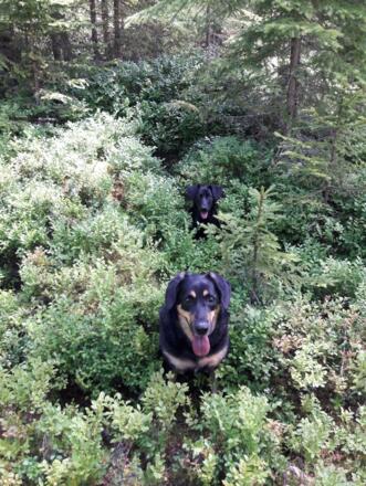 Hunde erlaubt