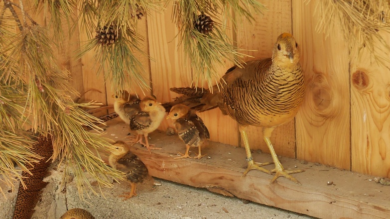 Erlebnispark Voglsam Tiere