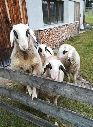 ein kleiner Besuch unserer Nachbarn