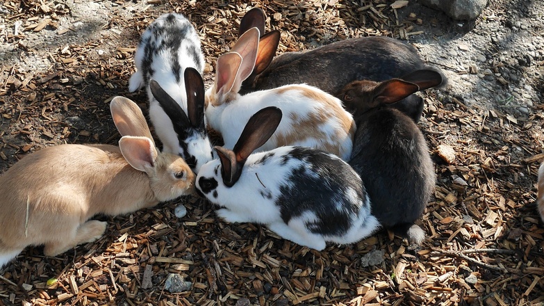 Erlebnispark Voglsam Tiere