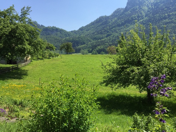Blick in den Garten