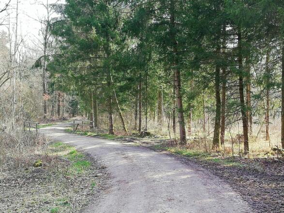 Waldgebiet bei Langenbach