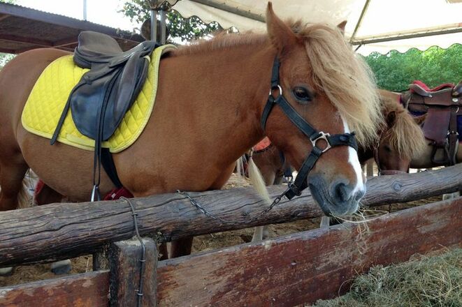 Ponyreiten