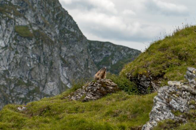 Murmeltier am Weg zum Schusterkogel
