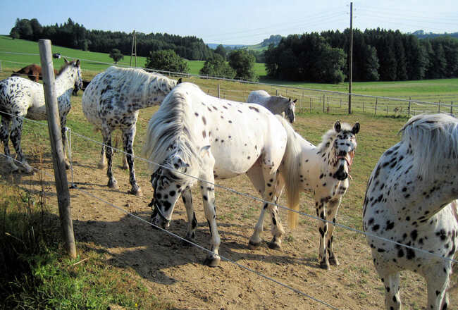 Pferde Gestüt Schochenhof