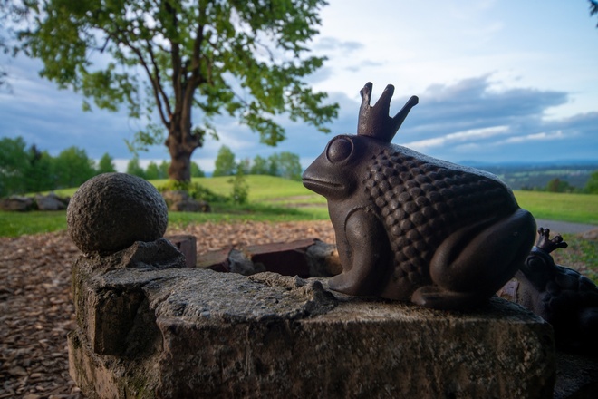 Froschkönig im Hexenwäldle