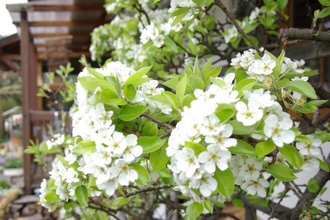 unser blühender Birnbaum