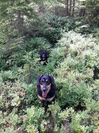 Hunde erlaubt