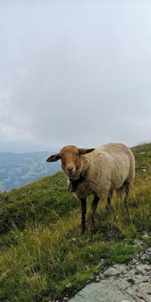 Neugierige Schafe