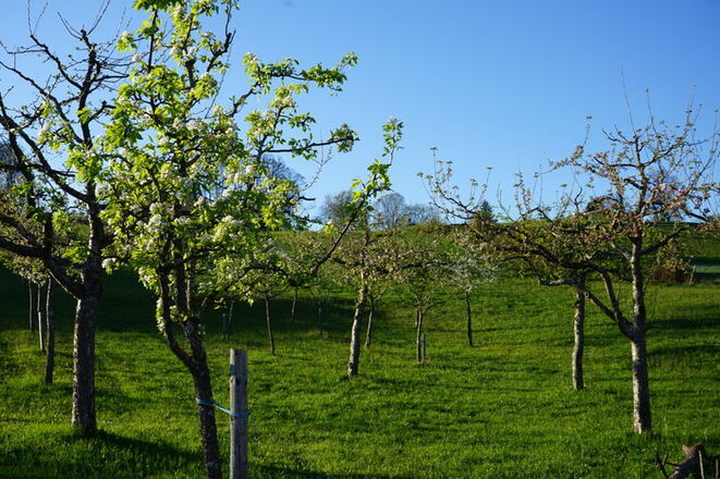 Streuobstwiesen am Samerberg
