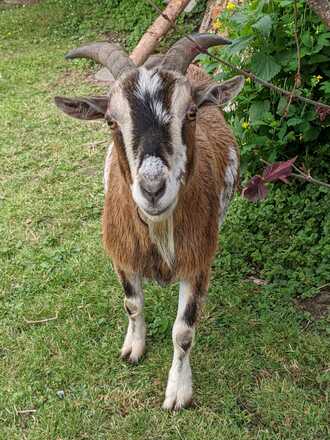 Gästehaus Schneider