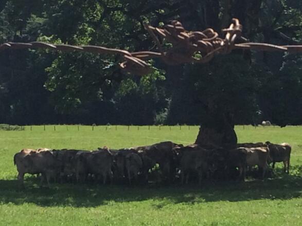 Schatten ist begrenzt