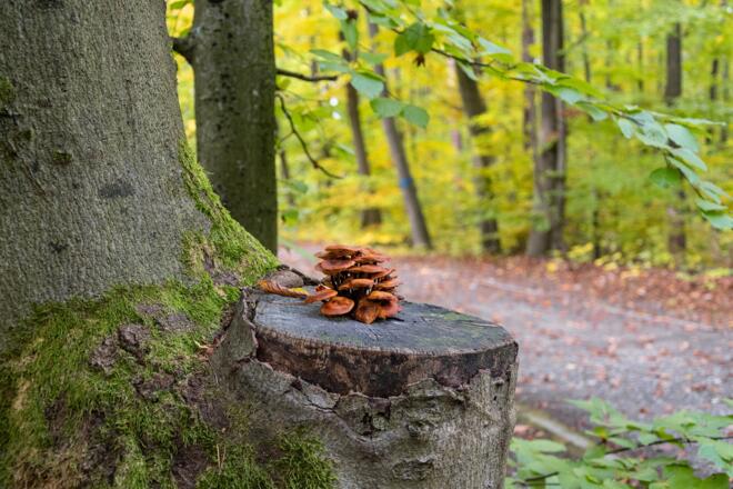 Pilze im Wald | Bad Kissingen