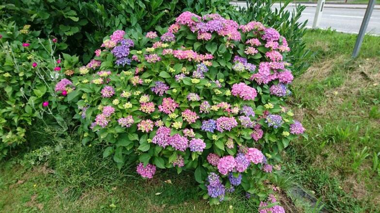 BlumenSommer