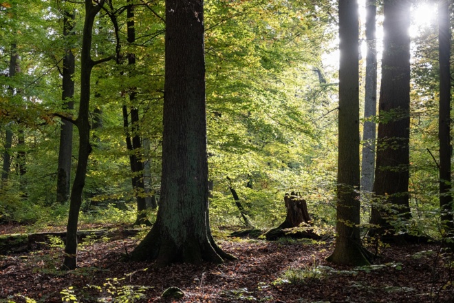 Sonnenstrahlen im Unterholz | Bad Kissingen