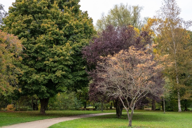 Herbstliche Bäume im Luitpoldpark | Bad Kissingen
