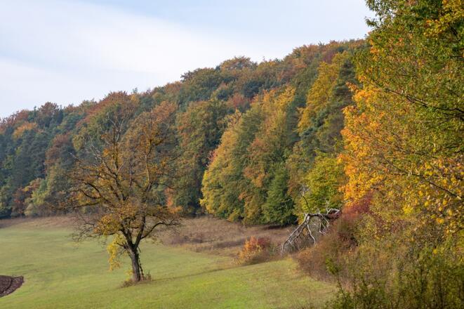 Wald in Herbstfarben getaucht | Bad Kissingen