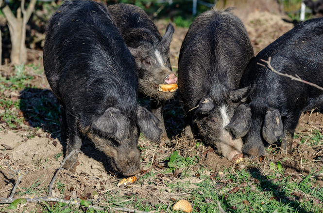 Schweine auf dem Schochenhof